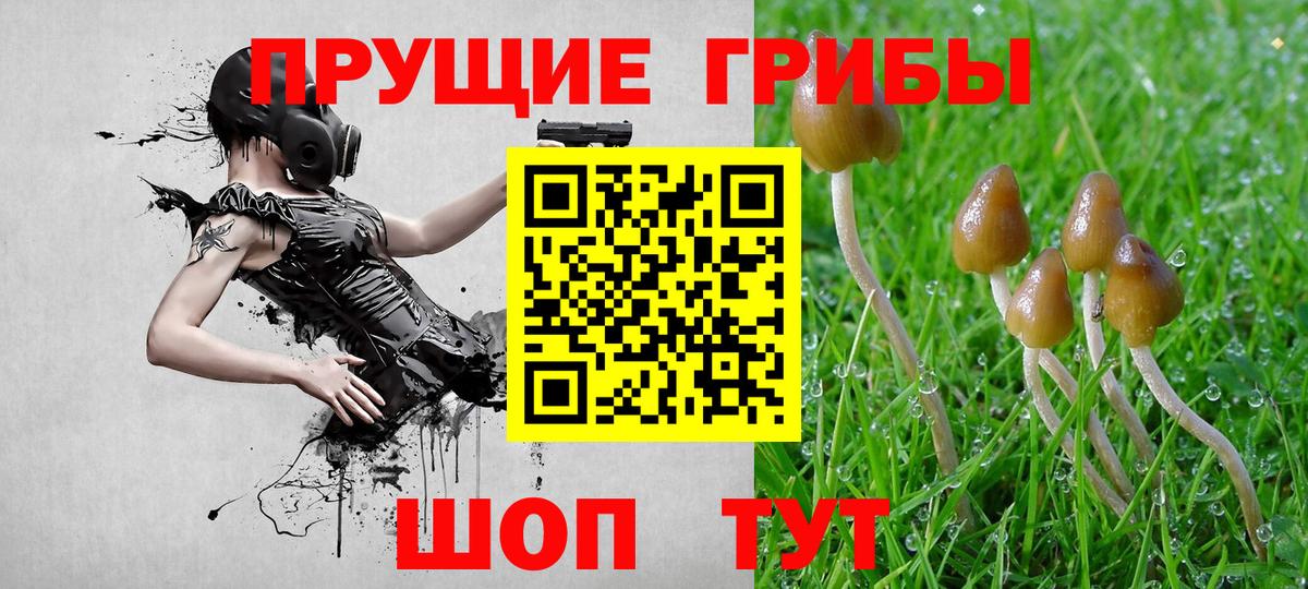Энгельс  Галлюциногенные грибы прущие грибы  Вход с VPN 